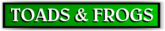 Animal Rangers, FL Frog & Toad Information - Florida Wildlife Control Services