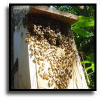 Florida - Bee Removal Experts