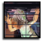 Florida - Iguana Control Experts