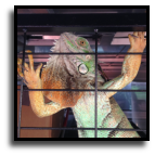 Iguana Removal Services