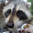Florida - Nuisance Raccoon Control