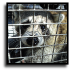 Florida - Raccoon Control Service