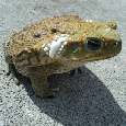 Florida - Toad Removal Service