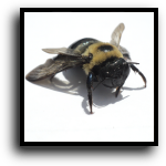 Bradenton, FL Bee Removal