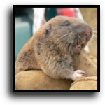 Miami-Dade County Gopher Removal