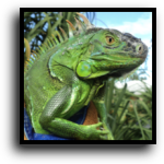 St. Lucie County Iguana Removal