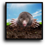 St. Lucie County Mole Removal