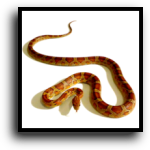 Punta Gorda, FL Snake Removal