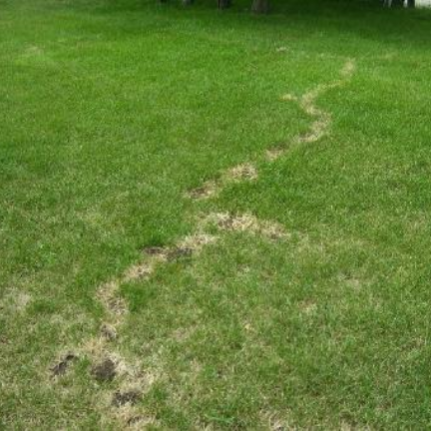 Animal Rangers, FL Mole Information - Florida Wildlife Control Services