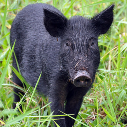 Animal Rangers, FL Wild Hog & Feral Pig Information - Florida Wildlife Control Services