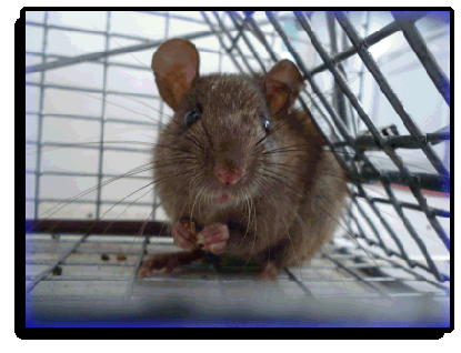 Tequesta, FL Rat Removal